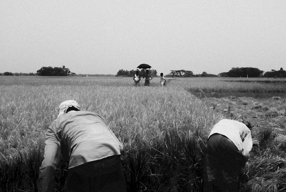 Black farmers working in a cotton field in the rural South