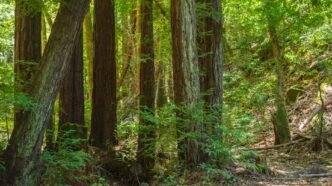 trump-orders-us-bitcoin-reserve-crypto-surge-follows