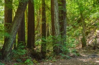 trump-orders-us-bitcoin-reserve-crypto-surge-follows