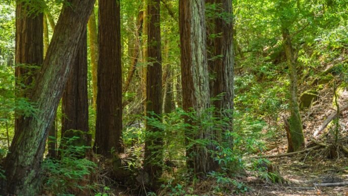 trump-orders-us-bitcoin-reserve-crypto-surge-follows