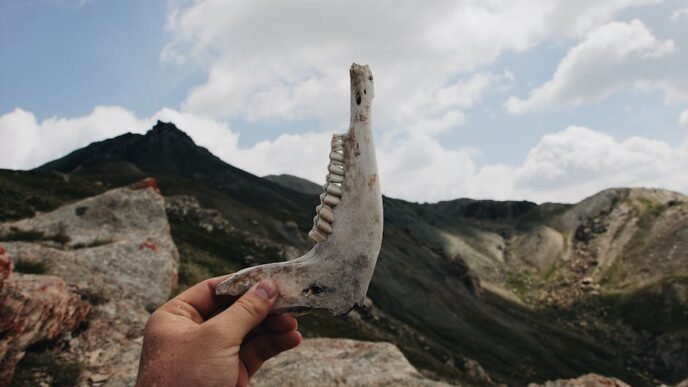 fylde-police-investigate-childrens-bones-found-at-property