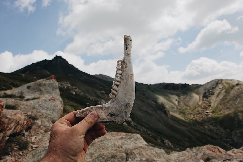 fylde-police-investigate-childrens-bones-found-at-property